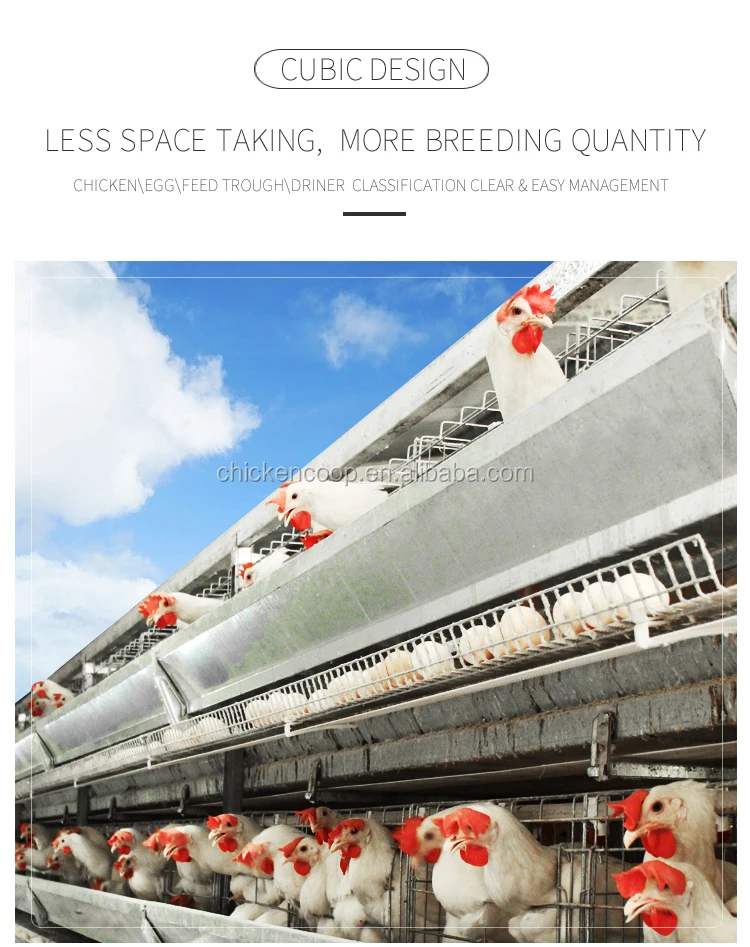 Automatic Chicken Poultry Farm Equipment With Automatic Egg Collecting