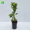 Hot sale agriculture seedling fruit Actinidia chinensis Kiwi sapling