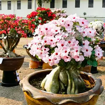 Flor Rosa Do Deserto Adenium Bonsai Planta Perene De Multi Cor