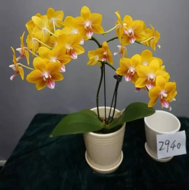 
Yellow flower butterfly orchid live phalaenopsis from China 
