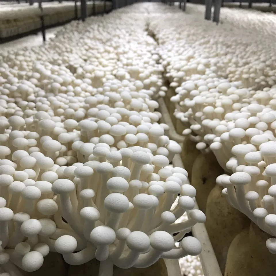 Detan White Shimeji Spawn Mushroom Growing Kit Buy Mushroom Spawn