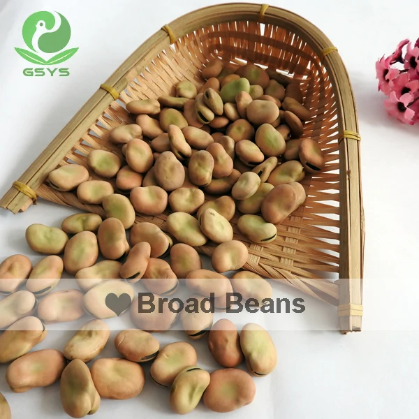 
Chinese broad beans Qinghai Origin english bean 