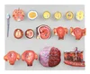 Development process model of fertilized eggs Oosperm growth process model