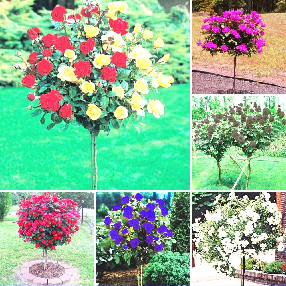 Popular Tree Roses-Buy Cheap Tree Roses lots from China