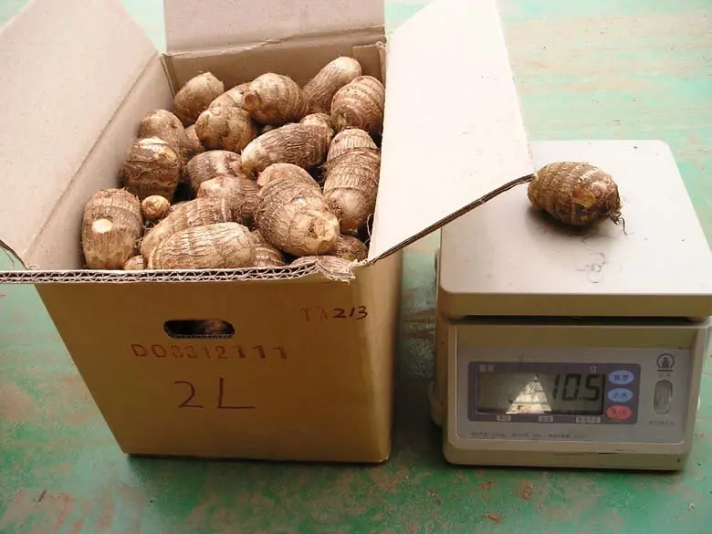 Fresh-Taro-HS0803-.jpg