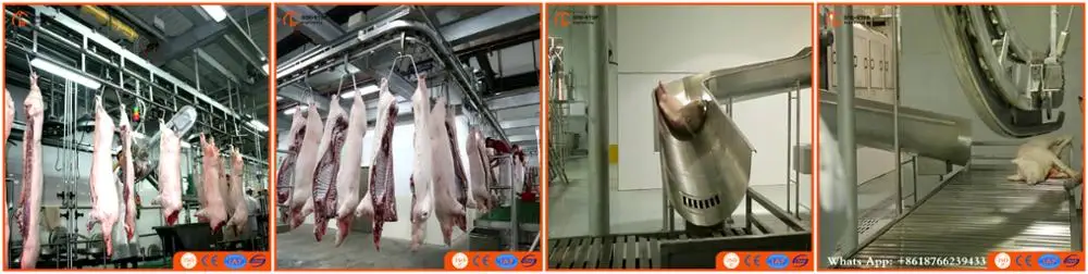 Продукты убоя это. Оборудование для бойни свиней. Оборудование для обескровливания крс. Продукты убоя это. Усольский свинокомплекс убойный цех.
