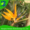 Manufacture direct supply Strelitzia nicolai seeds