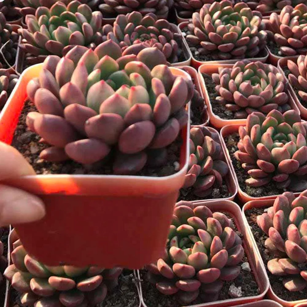 
Gardening flower shape mini succulent plants live succulent plants 