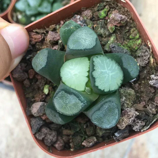 
Mini Succulent cactus Haworthia 
