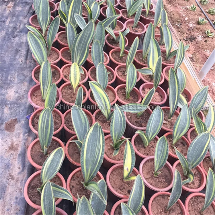 
Treasure Mirror Sansevieria Trifasciata Sansevieria Surpeba indoor plant 