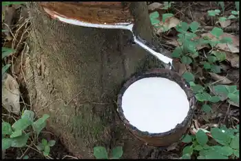 natural rubber thailand