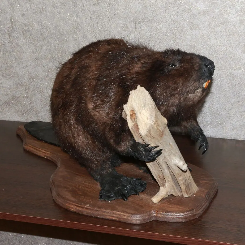 tails taxidermy beaver dam