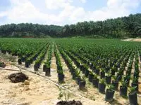 Palm Plantation Project In Jambi, Sumatra Indonesia