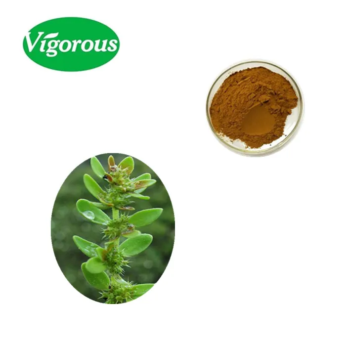 Herniaria glabra extract.jpg