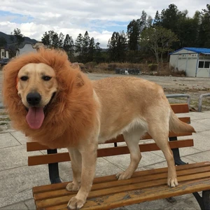 Image of Pet Costume Lion Mane Wig Hat for Dog Halloween Christmas Party Dress Up All Season Dress Up Costume