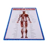 India language kids toys wall chart with multilanguage study