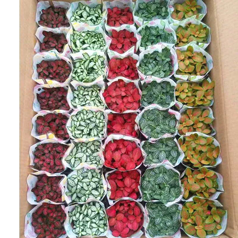 
Ornamental plant bonsai fittonia verschaffeltii 