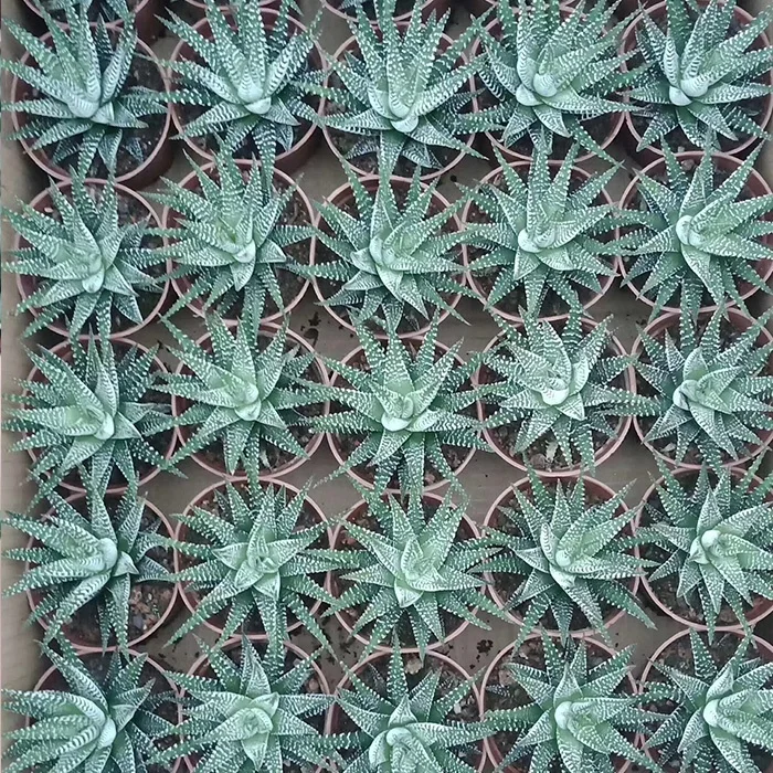 
cheap gardening cactus and succulents or sale 
