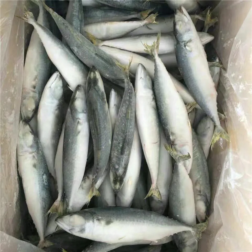 Salted Mackerel Fish Meal Price Dried Mackerel Fish Buy Dried