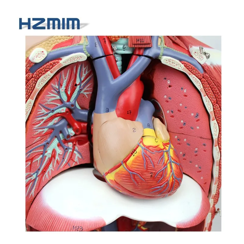 Human Anatomical Model,Anatomy Demonstration Model Buy Human