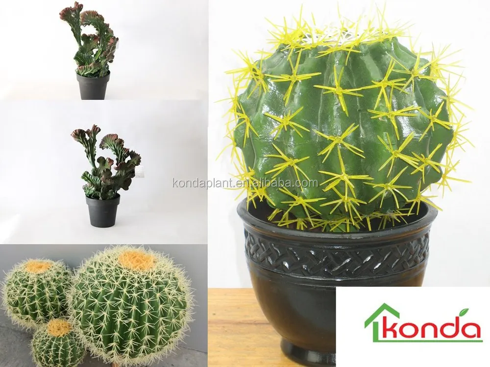 Decoration Bonsai Cactus Plants Wholesale Cactus And Succulents Cactus
