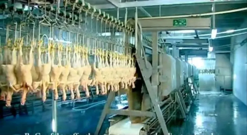 chicken equipment slaughter line halal slaughtering abattoir slaughterhouse machine ec21 china