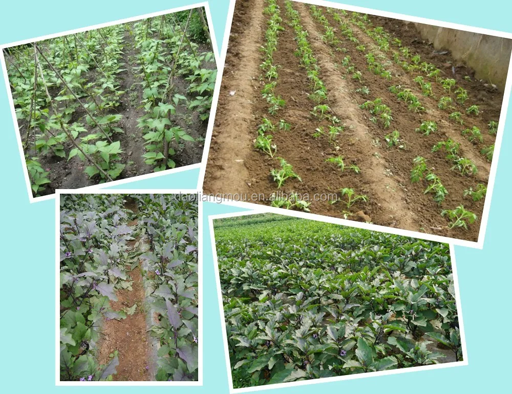 tomato planting machinery