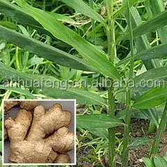 
Spice Ginger Oil Extract 