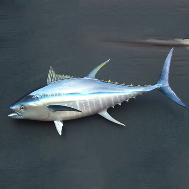 tuna chunk in oil tropical fish exotic meat white albacore tuna