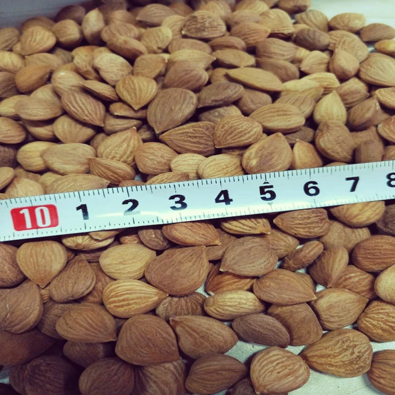 
Organic Raw Bitter Apricot Kernels Seeds High in B17 For Cancer Fight 1LB 16OZ 