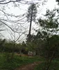 china communication manufacturers sell 25M Monopole pine cell tower tree design for telecom infrastructure