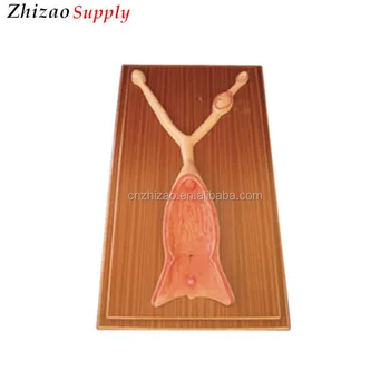 Canine Uterus Dissection Model,Dog Uterus Anatomical Model - Buy Uterus