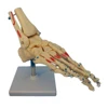 PVC Human Foot and Ankle Skeleton Model