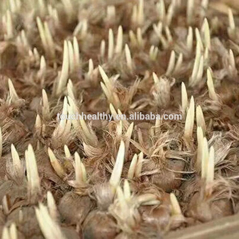 Top Grade Saffron Bulb Sale From Plant Base Directly Buy Saffron Bulb