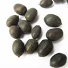 wan lian plant seeds High Sprouting Rate Black Lotus Seed