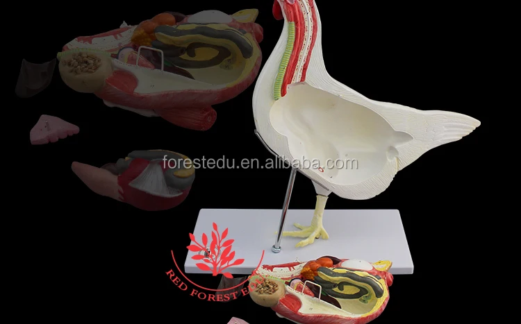 Model Pertanian Hewan Perempuan Ayam Hen Anatomi Referensi Dokter Gambar