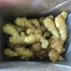 China fresh ginger all year factory supply
