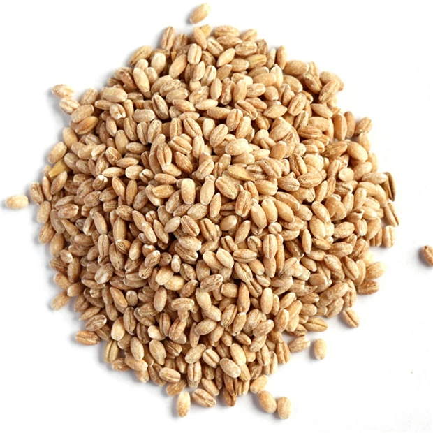 Barley-02.jpg