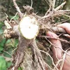 Pao tong Cold resistant rapid increase seeds paulownia roots seedling