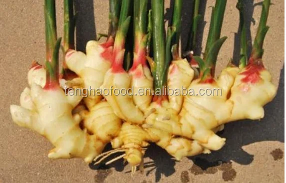 
manufacture offering New crop Chinese fresh ginger from China 