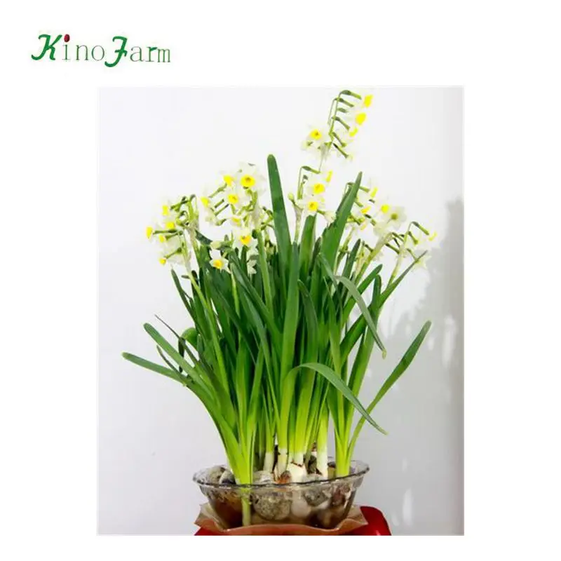 Narcissus Tazetta Var. Chinensis Buy Chinese Narcissus,China