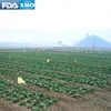 Wholesale Non-toxic Agricultural Potassium Polyacrylate Super Absorbent Polymer