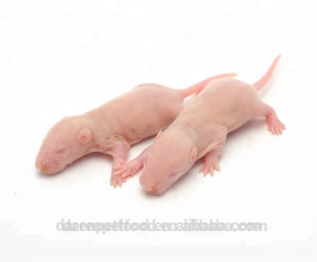 Frozen Feeder Mice Frozen Feeder Rats For Snake Lizard Food