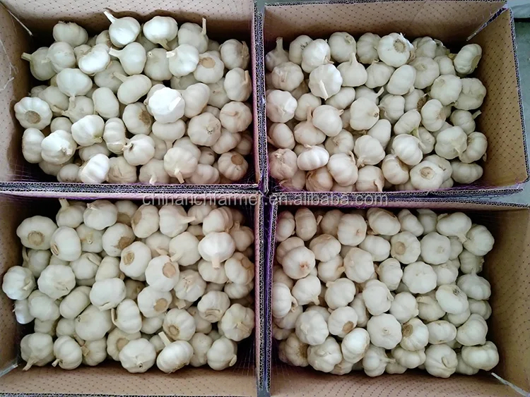 garlic (47)