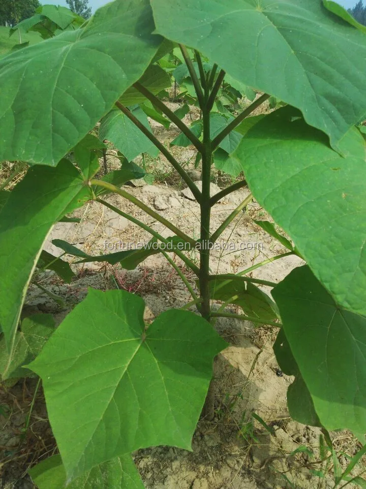 paulownia seedlings