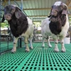 /product-detail/modern-boer-goat-poultry-farm-shed-design-60648134026.html