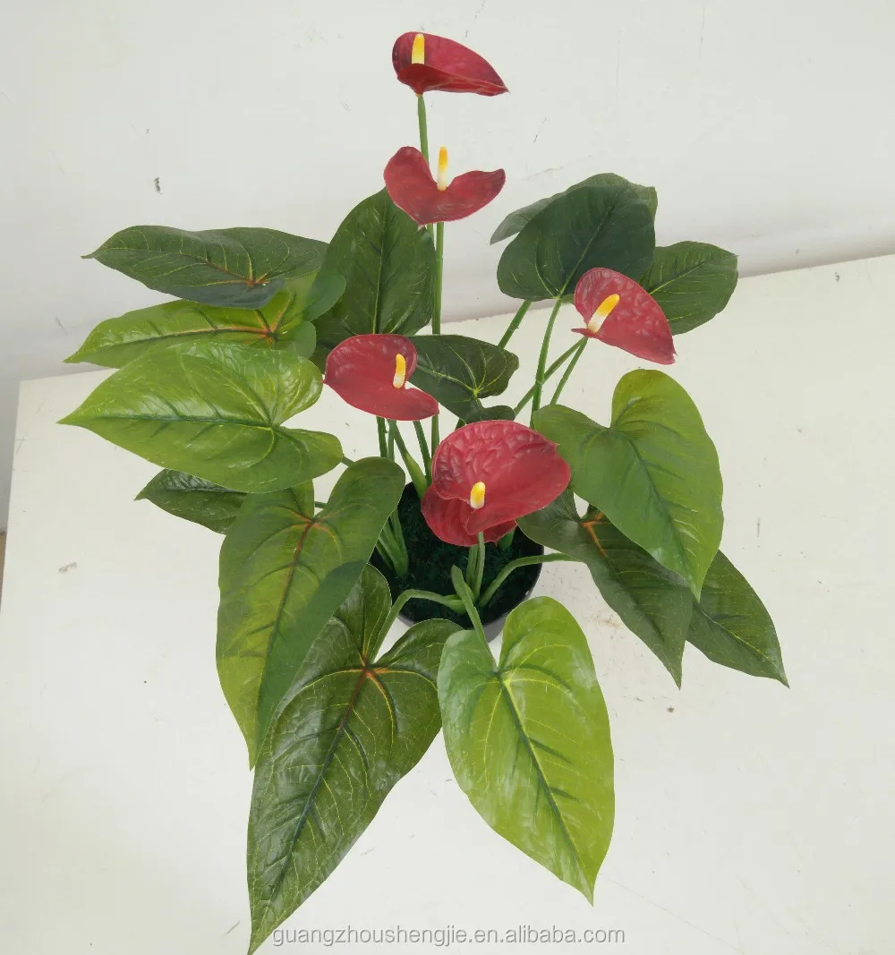 Anthurium Artificial Flowers Anthurium Plants For Sale Buy Anthurium