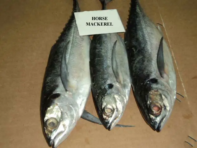 frozen horse mackerel