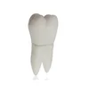 oem tooth shape usb flash drive 2gb 4gb 8gb 16gb custom tooth usb memory
