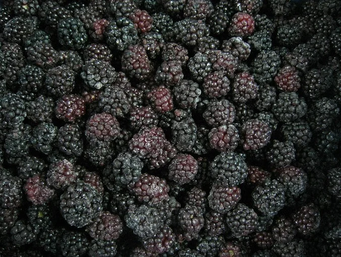 frozen mulberries